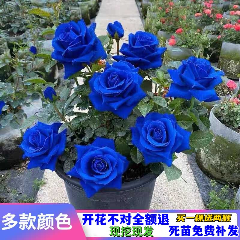 四季开花盆栽碎冰蓝老桩玫瑰花苗室内外阳台观花月季花苗特大花