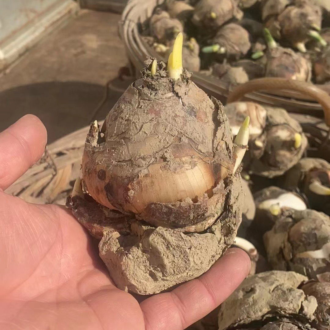 水仙花种球小花王年终福利专享漳州原场地