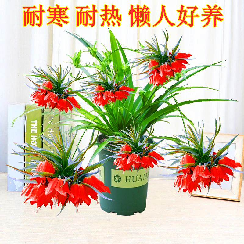 大花浓香朵朵香四季开花耐寒耐热花卉室内外高档家庭盆栽阳台植物