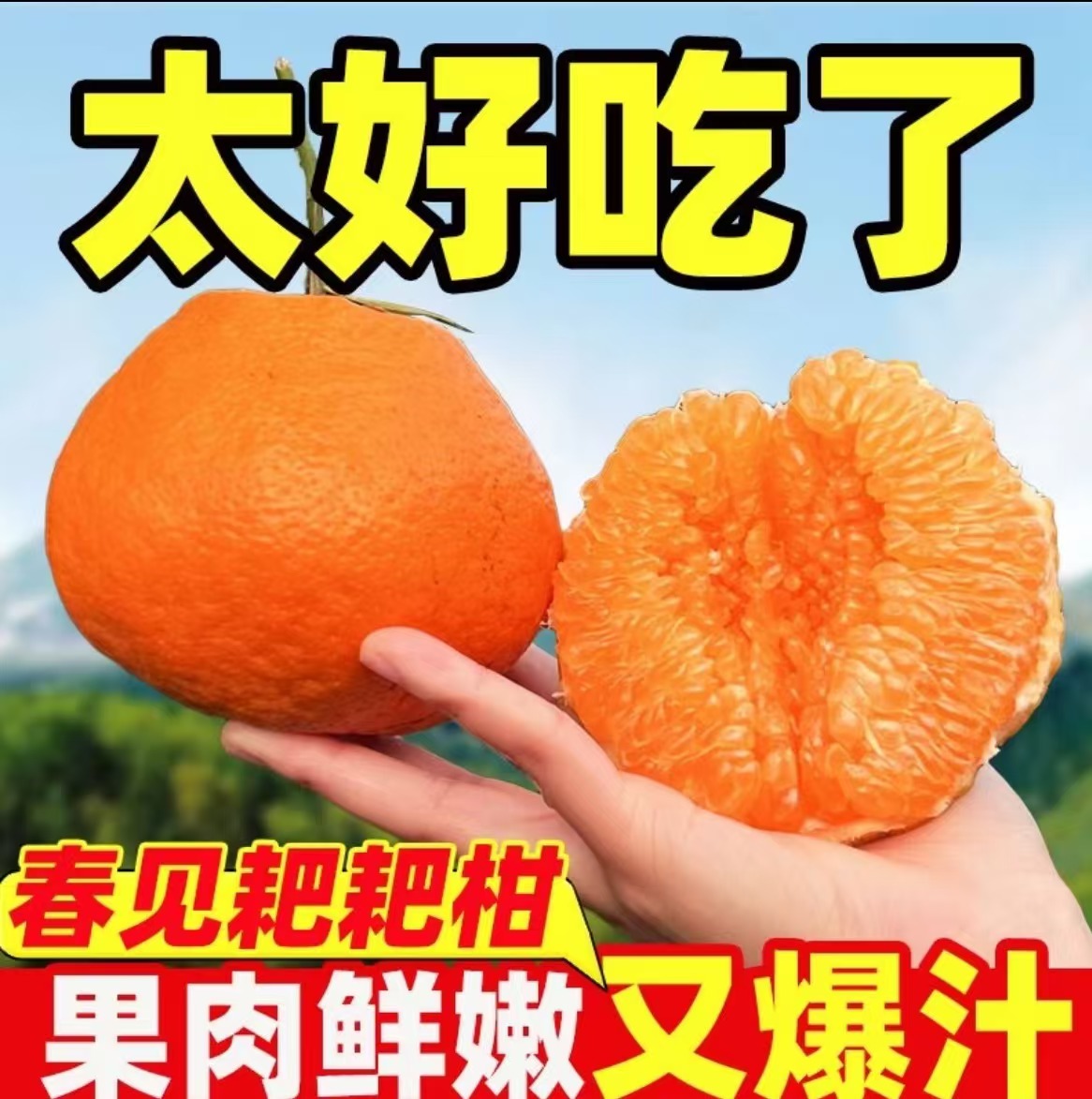春见耙耙柑产地自然成熟酸甜多汁四川眉山产地现摘现发新鲜柑橘子