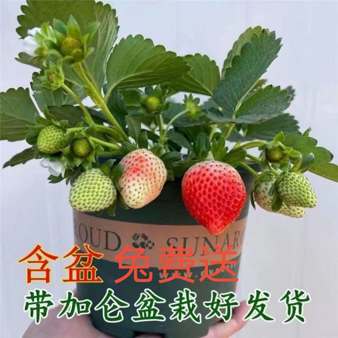 【精选】草莓苗原盆原土带加仑盆发货四季盆栽适合南北方阳台种简单
