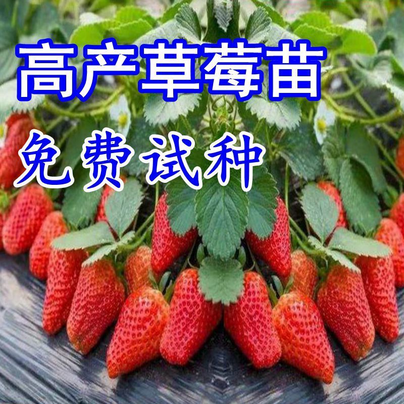 奶油草莓苗花卉草莓苗易活盆栽草莓室内室外好养活四季结果草莓苗