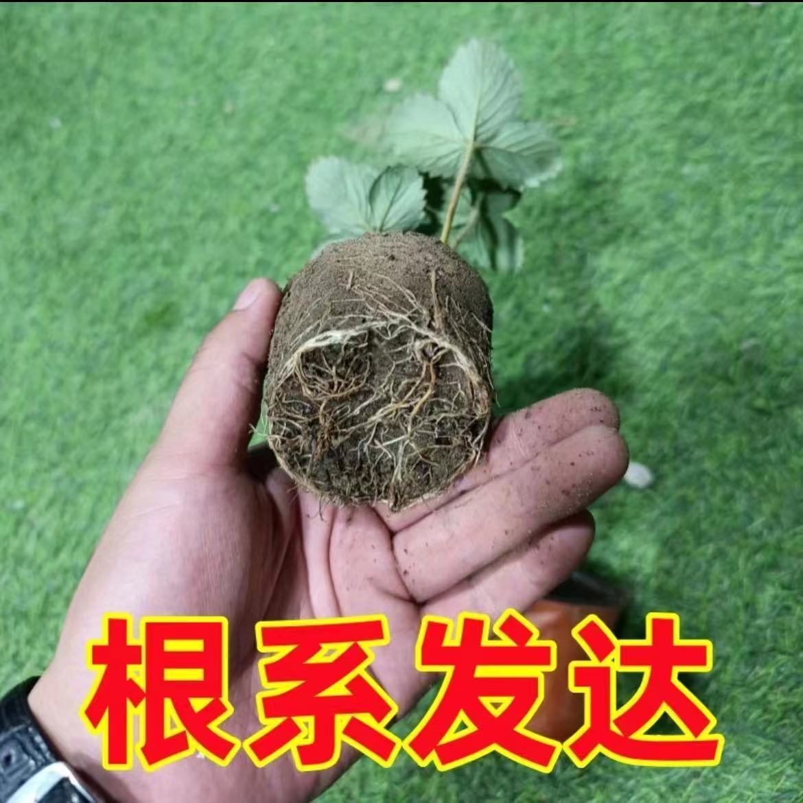 奶油味草莓苗带盆带土盆栽可食用四季植物阳台露天可结果开花控根