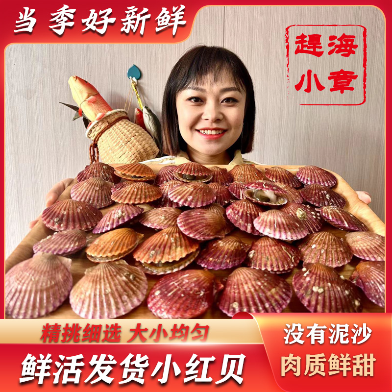 【小章推荐】山东日照优选鲜活小红贝  顺丰包邮（保鲜不包活）