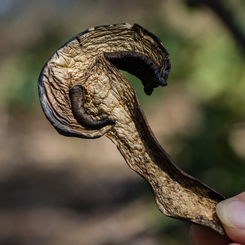 【黑牛肝菌】新货无硫干货营养菌菇鲜美食材煲汤炖炒无干燥剂