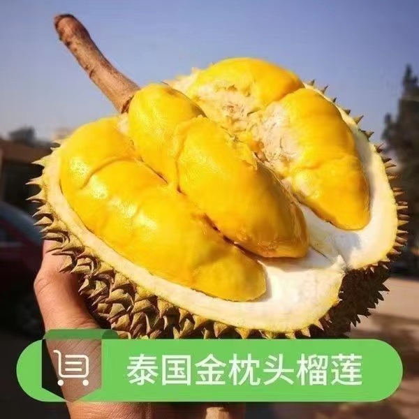 榴莲树苗嫁接金枕猫山王榴莲果树南北方种植盆栽地栽耐寒当年结果