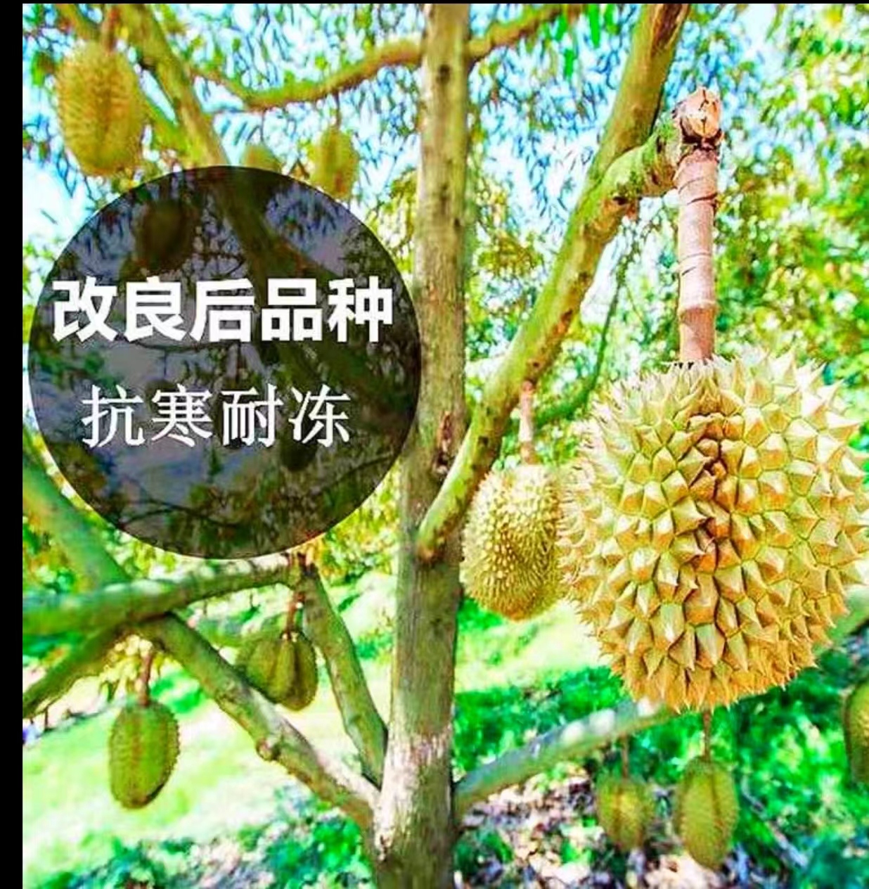 金枕头榴莲盆栽地栽猫山王榴莲树苗金枕南北方种植盆栽果树苗耐寒