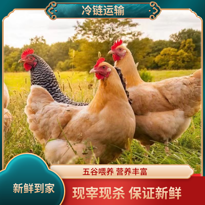 【乡下人2】拍一发三农家散养黄油老母鸡单只2斤