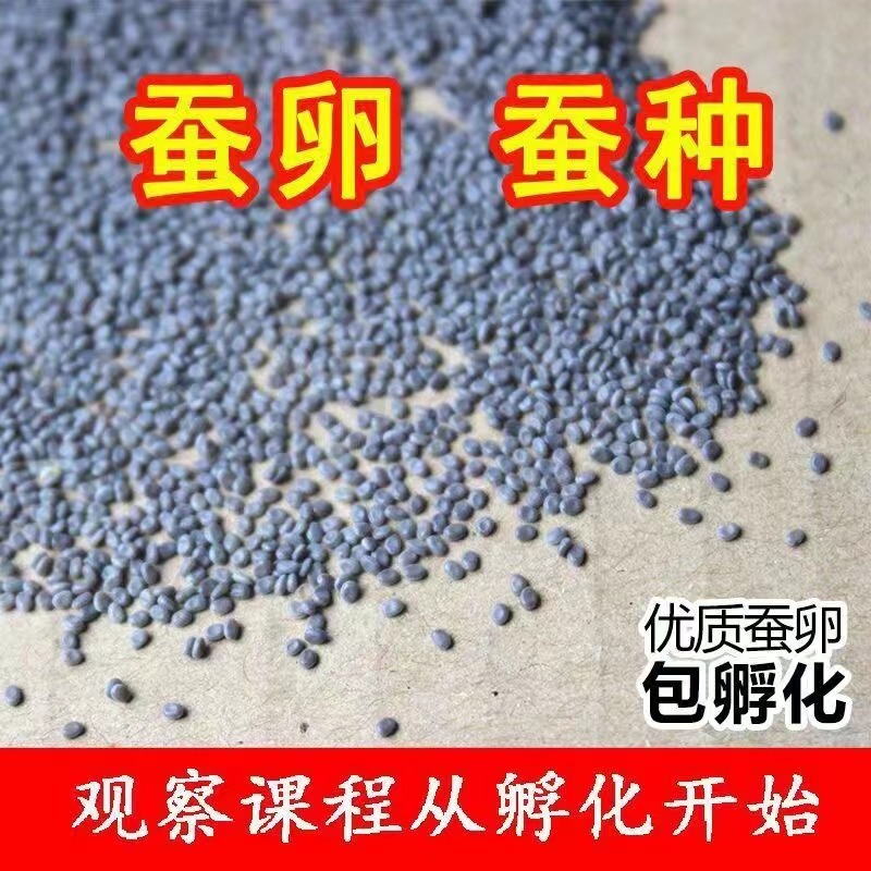 蚕卵蚕宝宝优质蚕子学生养蚕套餐送盒子桑叶工具非活体非危物品