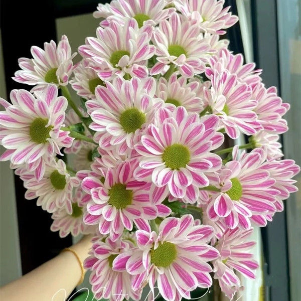 斑纹菊种子勋章菊雏菊花种子多年生阳台庭院盆栽四季种活