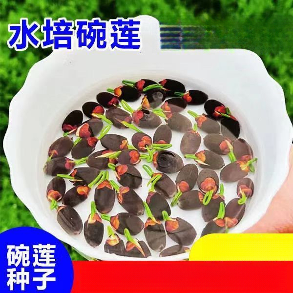 碗莲种水培水养绿植睡莲荷花无土盆栽花卉