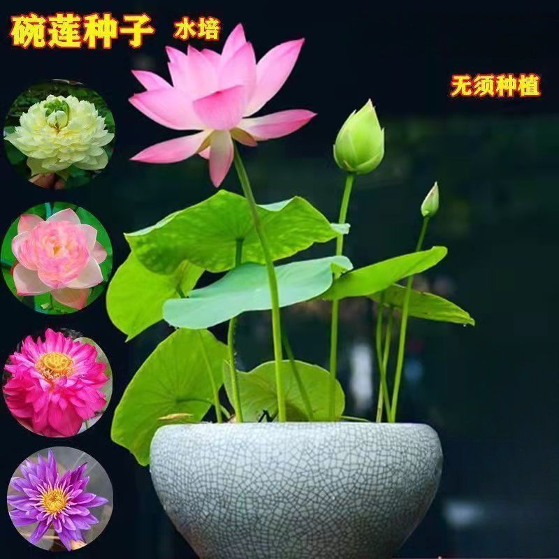 碗莲种四季开花水培水养绿植睡莲荷花无土盆栽花卉