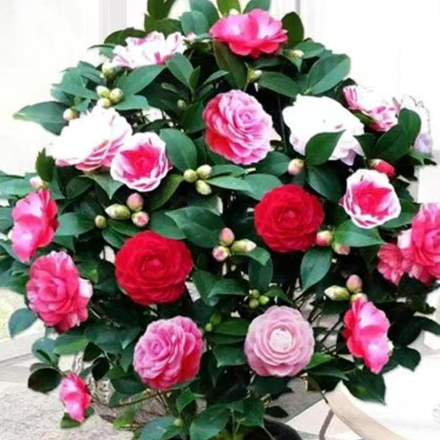 LJ茶花树苗盆栽带花苞花卉绿植室内庭院四季开花五色红赤丹好养活