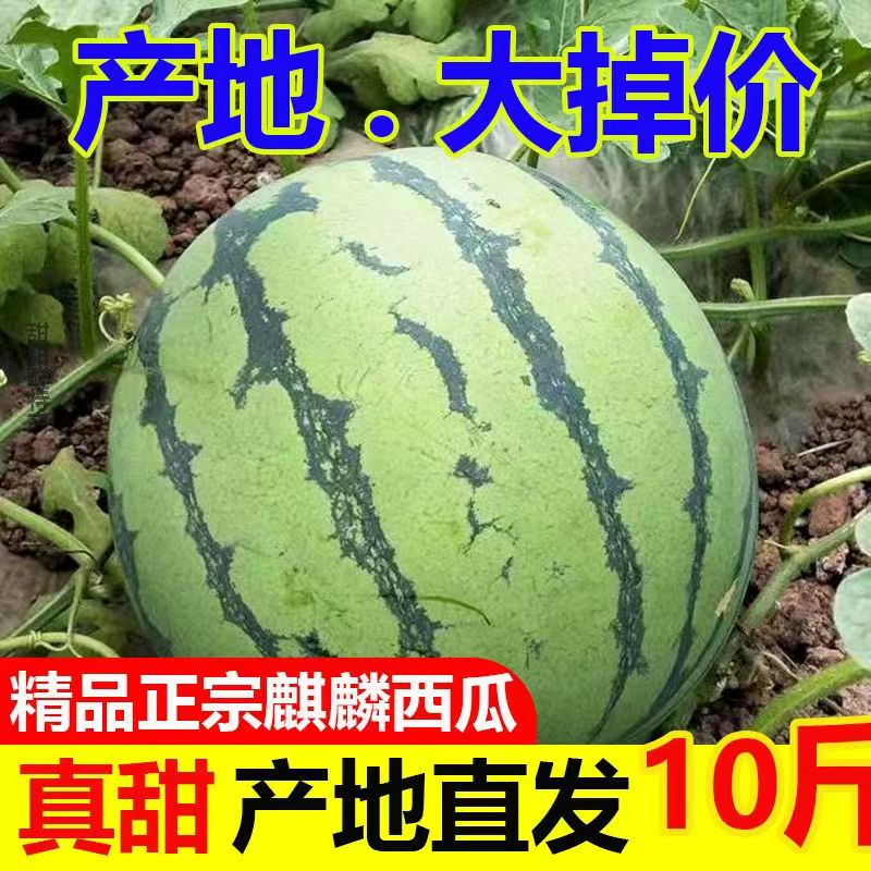 产地直发麒麟大西瓜10斤