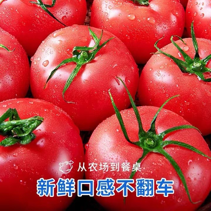 【自然成熟】山东西红柿新鲜现摘现发正宗沙瓤有籽口感3/5斤装