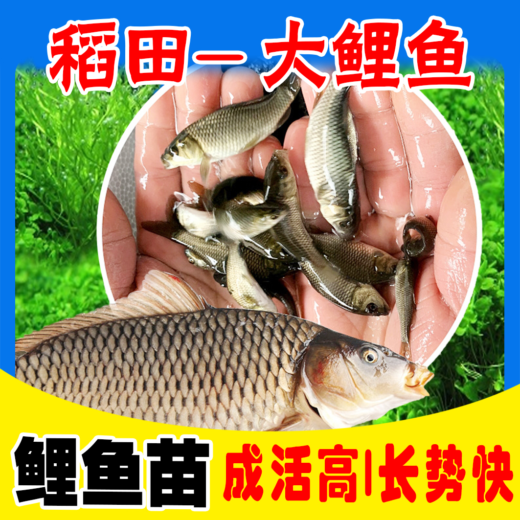 重庆鲤鱼优质鲤鱼稻田鱼