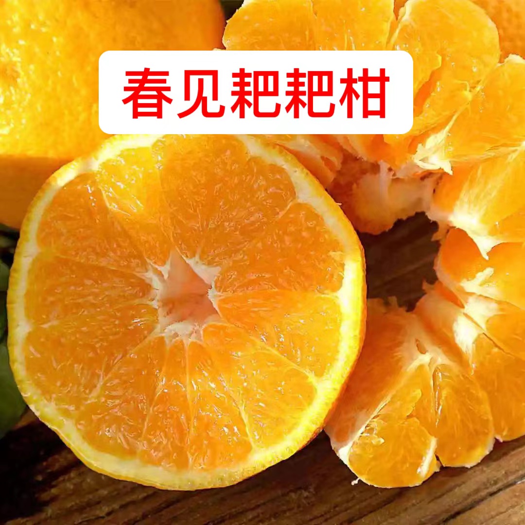 四川春见耙耙柑特大果5斤新鲜水果应当季橘子现摘柑橘蜜桔好吃不