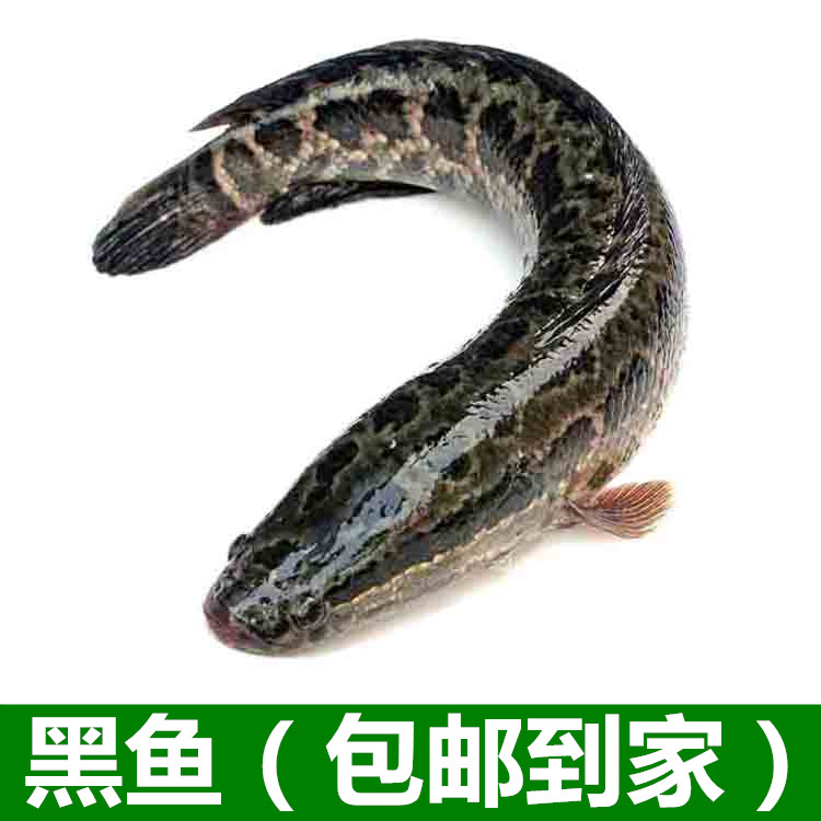 黑鱼 约1-20g左右 生鱼乌鱼