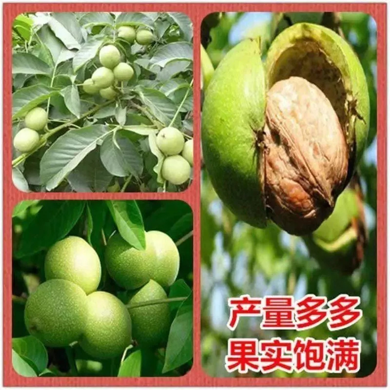 核桃苗果树苗8518纸皮核桃南方北方种植薄皮核桃盆栽地栽当年结果