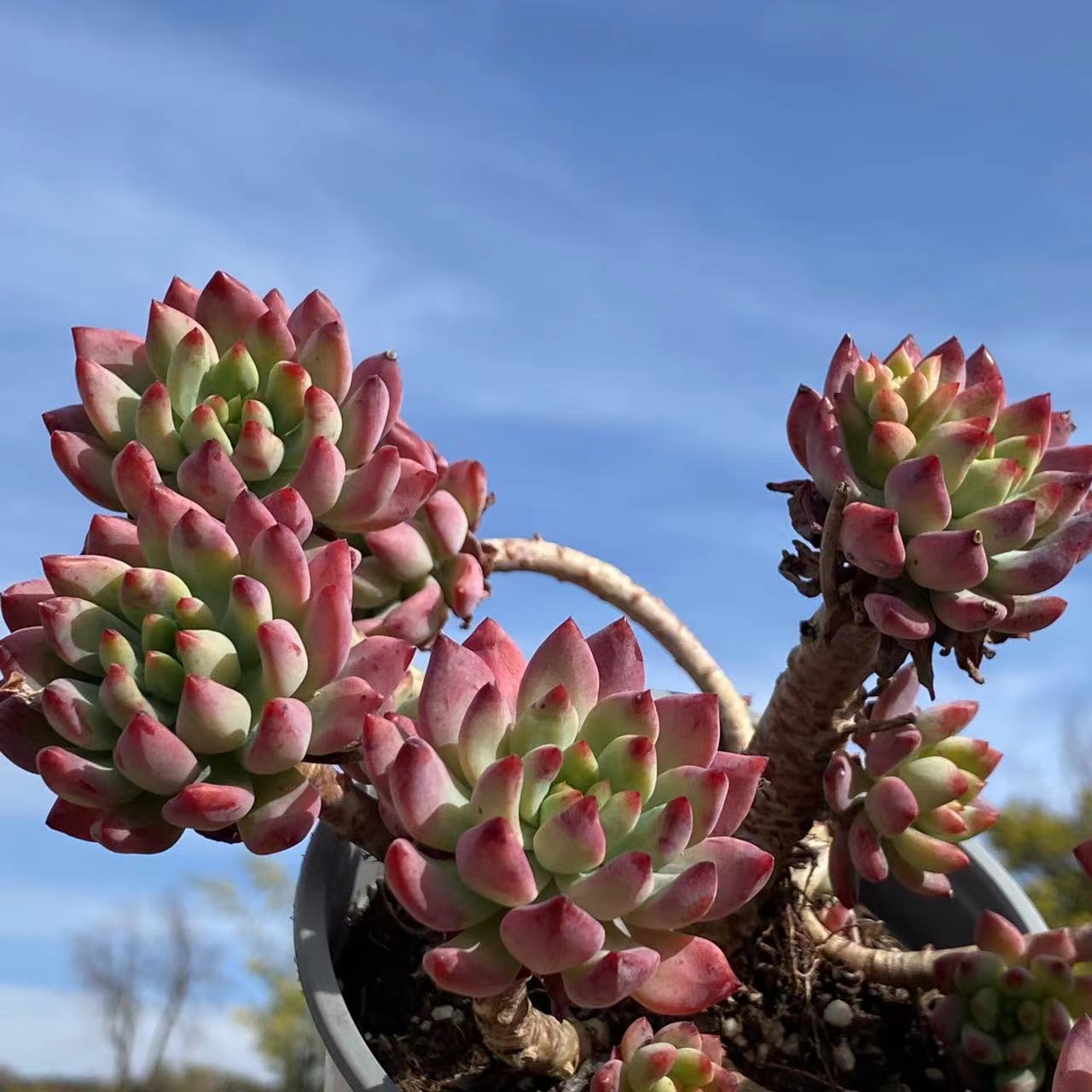 妖桩蓝苹果120#进口多肉植物下单售后种植庭院地区拍下带根系发货