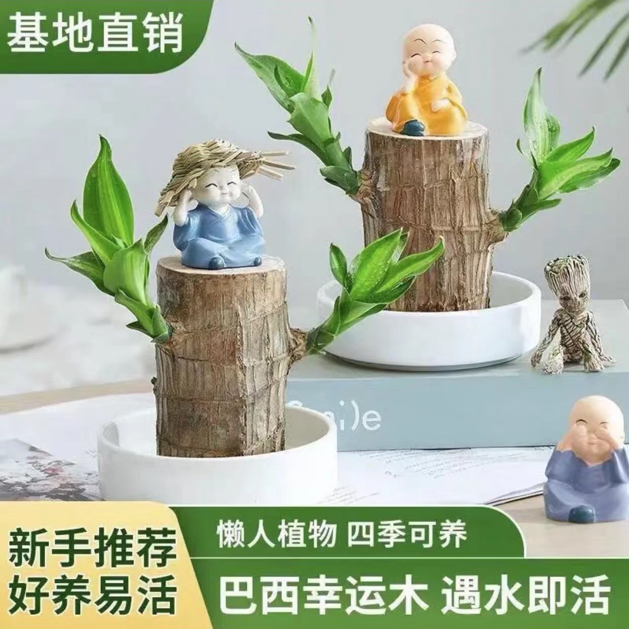 水培巴西木幸运木室内植物小盆栽绿植带芽办公室好养四季常青易养