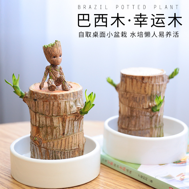 巴西木格鲁特树人开花水培养幸运木室内好养懒人花卉迷你绿植盆栽