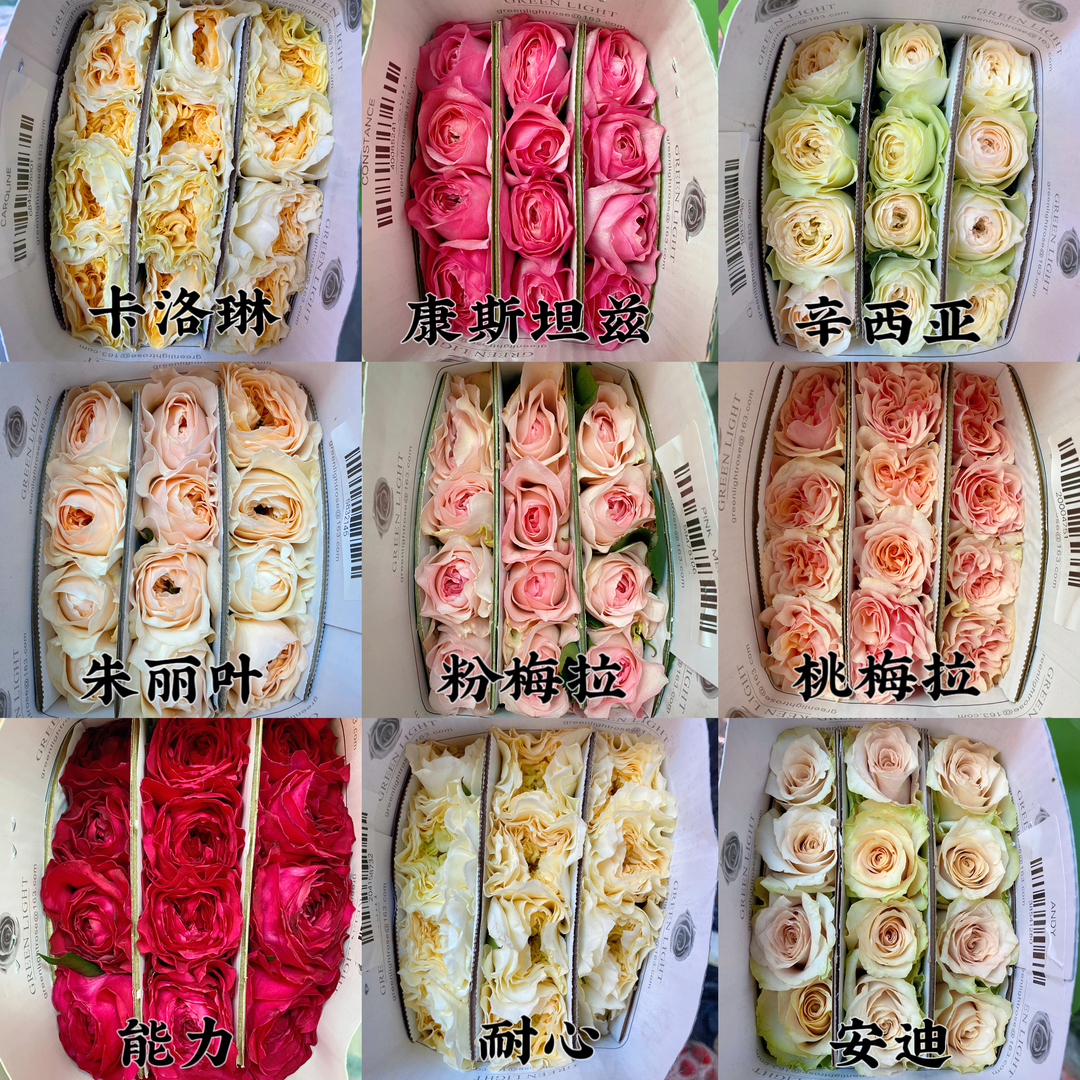 【星花怒放丨绿光玫瑰】天花板级绿光玫瑰鲜切花，云南基地顺丰空运