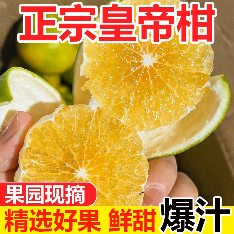 皇帝柑贡柑现摘青皮柑橘桔子沃柑蜜桔