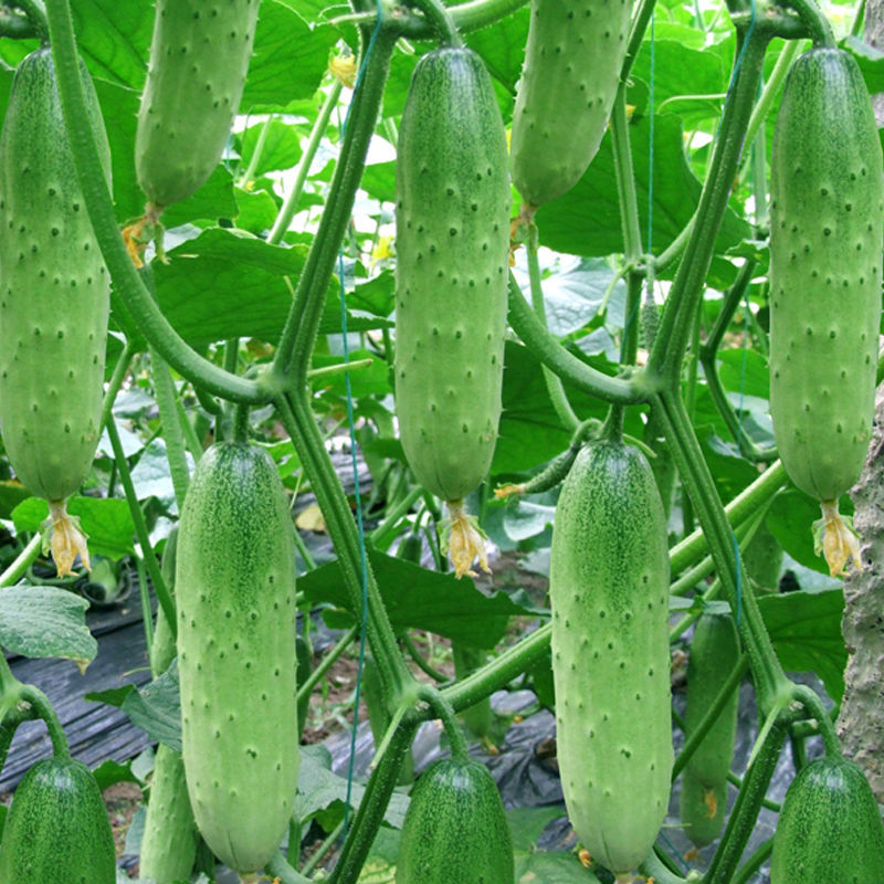 四季播种水果黄瓜节节瓜高产小黄瓜地载阳台盆栽菜籽农家黄瓜种子