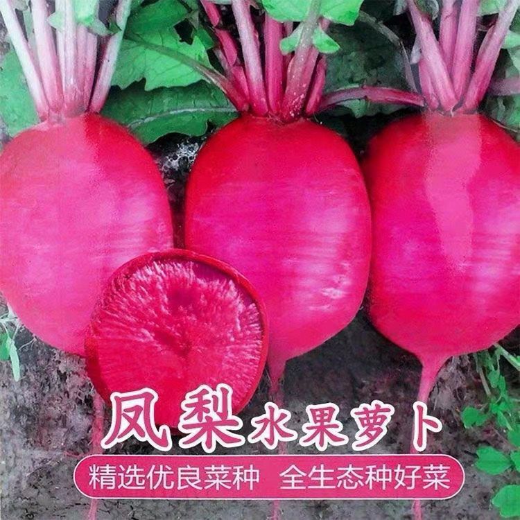 高产凤梨萝卜种子沙窝红心红皮水果萝卜种籽秋冬季蔬菜萝卜菜籽种