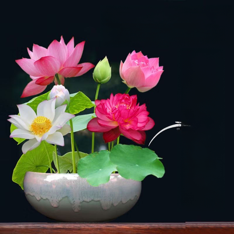 碗莲种水培水养绿植睡莲荷花无土盆栽花卉