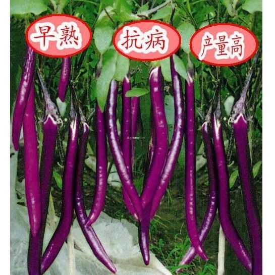蔬菜种子日本黑贵人长茄种子线茄子种子露天大棚四季种植盆栽
