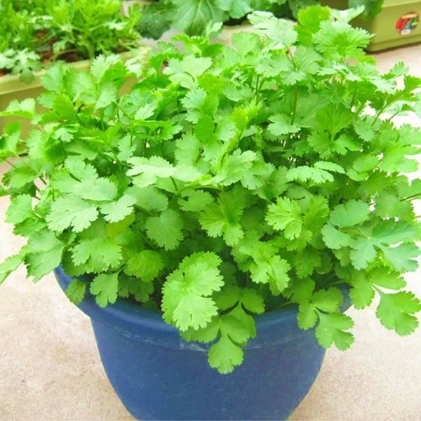 四季小香菜种子阳台室内花卉盆栽小香菜蔬菜种子四季可播种种籽