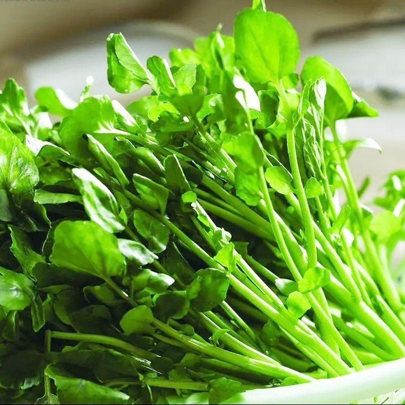 西洋菜种子多年生豆瓣菜种子四季盆栽营养蔬菜种子籽庭院