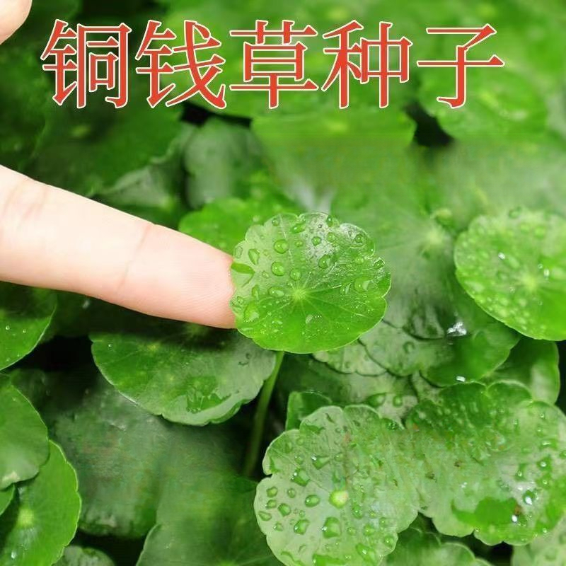铜钱草水培水养种籽招财旺宅铜钱草种子土培四季庭院阳台鱼缸水草