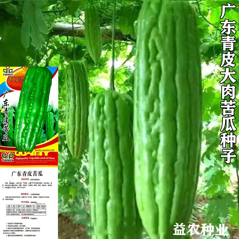 大肉苦瓜种子青苦瓜种子高产特大绿油苦瓜肉多四季苦瓜籽蔬菜种子