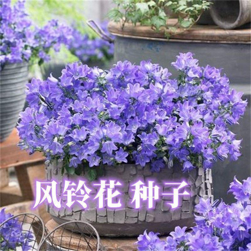 重瓣风铃草种子籽室外庭院风铃花盆栽苗花卉四季易种花籽草花种子