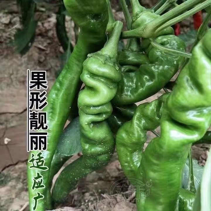 螺丝椒种子金螺丝青椒猪大肠辣椒种籽四季庭院阳台盆栽蔬菜种子