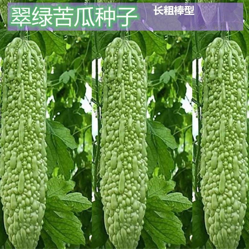 苦瓜种子赛碧绿春秋冬季苦瓜四季春季蔬菜种孑苦瓜种籽大全