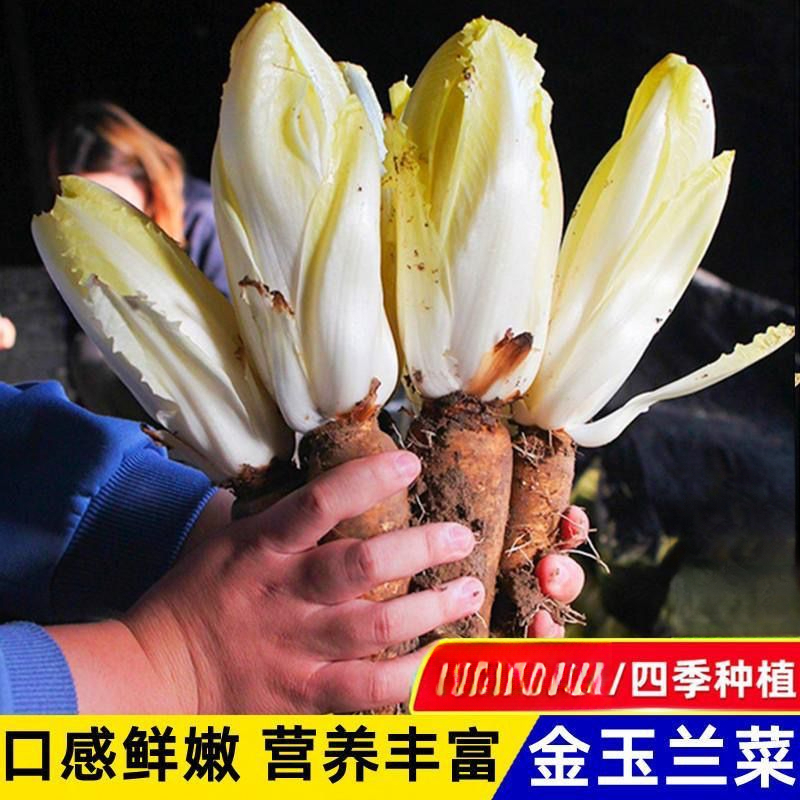 金玉兰菜种子一年四季多年生软化菊苣种子籽阳台盆栽白玉兰菜种籽