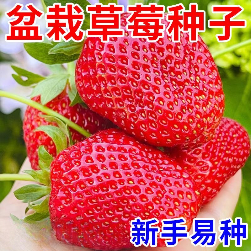 四季奶油草莓种籽子春秋家庭阳台盆栽新手易种水果红草莓种子