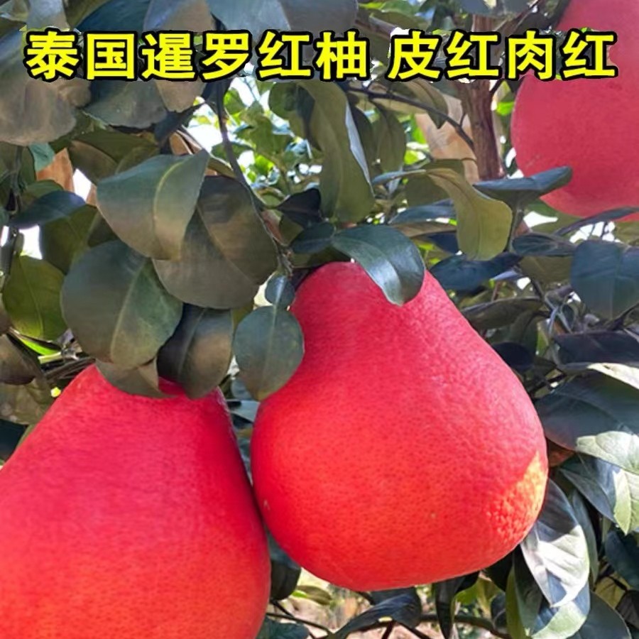 【带叶发货】嫁接果树苗泰国暹罗红柚子苗南方红心柚沙田柚当年结果