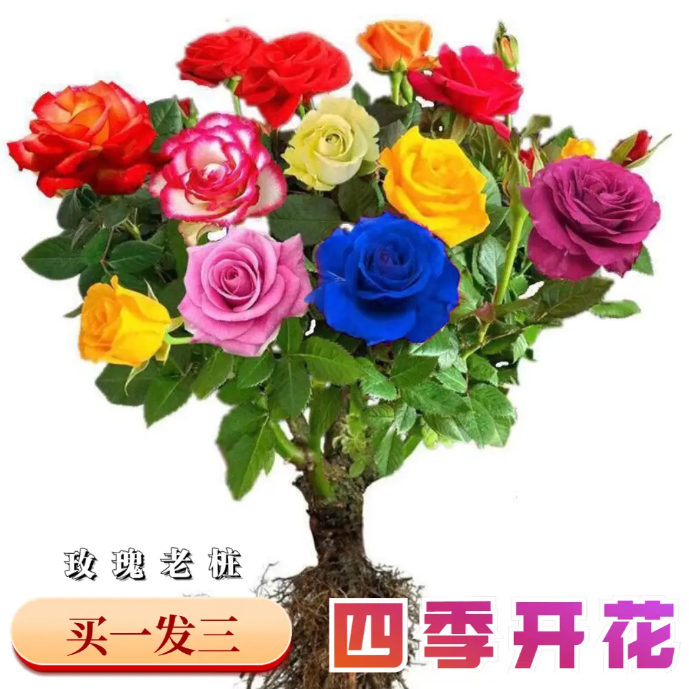 【稀有品种】嫁接多色玫瑰花老桩盆栽室内植物阳四季开花月季苗种