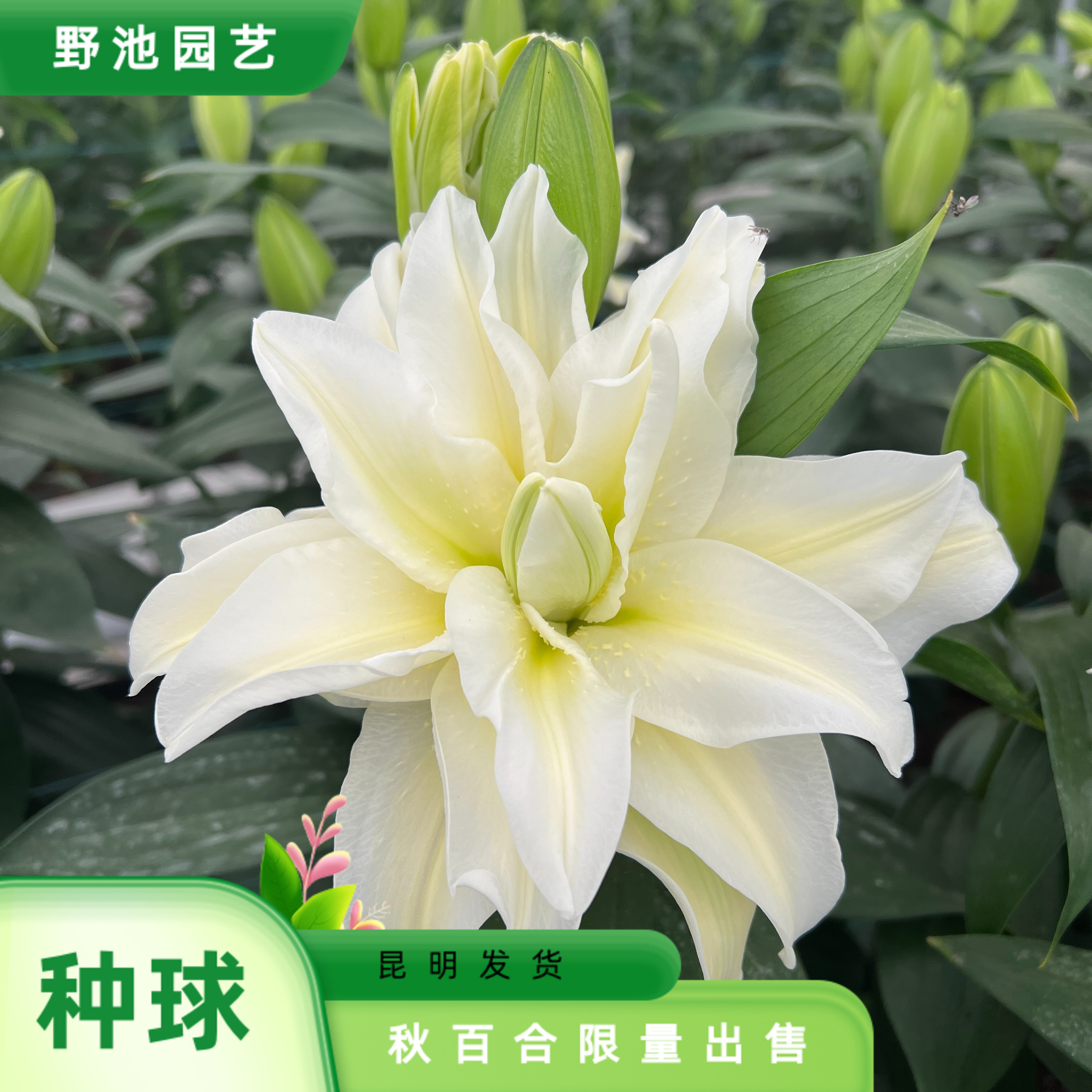 1颗百合种球【泽塔17-19】重瓣百合稀有奶油黄庭院阳台地栽