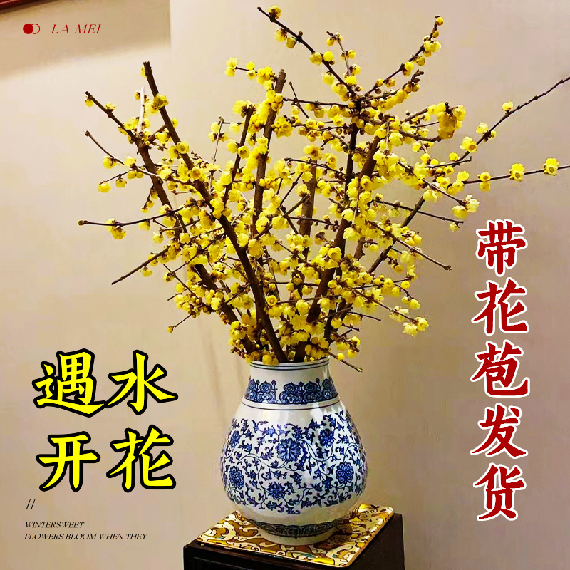水培腊梅鲜切花腊梅干枝插花盆栽水养玉兰花浓香型鲜梅花室内绿植