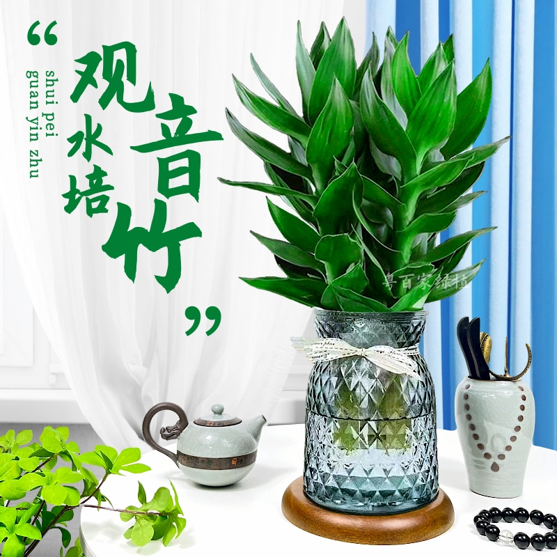 【新人浮力】水培观音竹富贵竹室内客厅绿植花卉盆栽水养清新植物