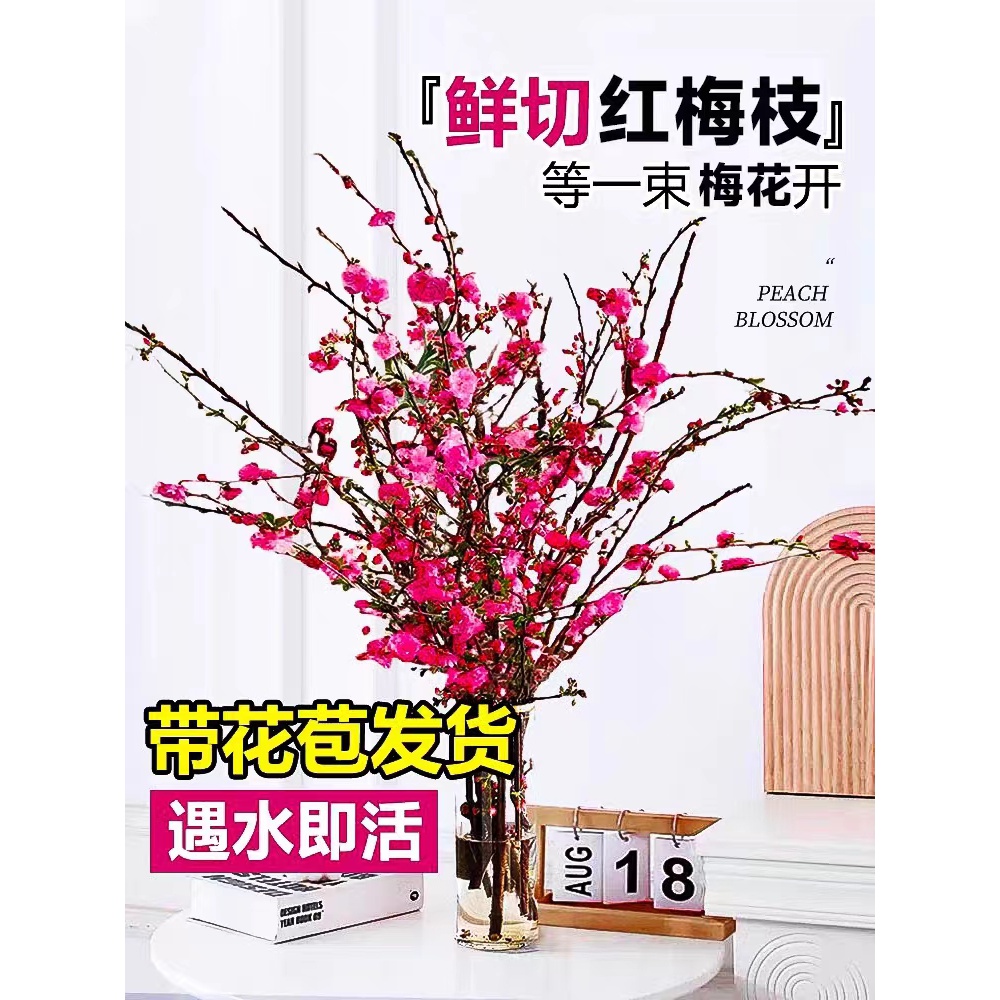 【春节开花】干枝红梅遇水开花卉带花苞红梅花枝耐寒好养新年装饰品