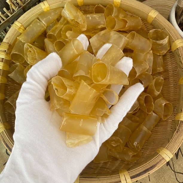 簧金吊鳗 鱼胶花胶【鸡哥福利鱼胶】
