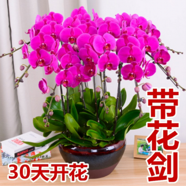 【带花剑】蝴蝶兰 盆栽带花苞兰花花卉客厅办公桌四季开花简单好养