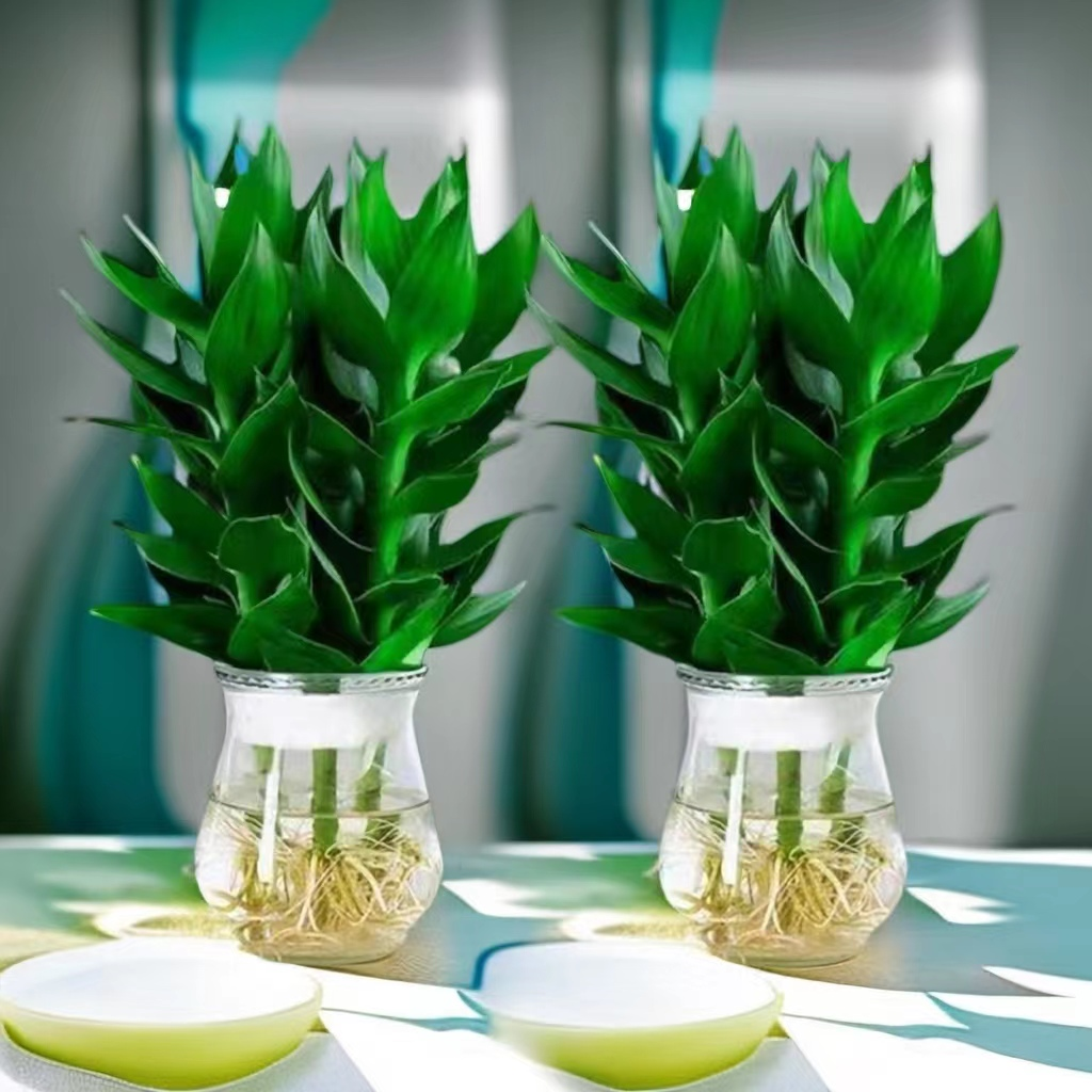 【竹来运转】水培观音竹富贵竹发财树四季常绿观叶植物莲花竹含玻璃